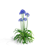 Agapanthus flower