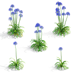 Agapanthus flower