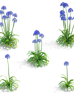 agapanthus-flower-3d-model-a299f3255e