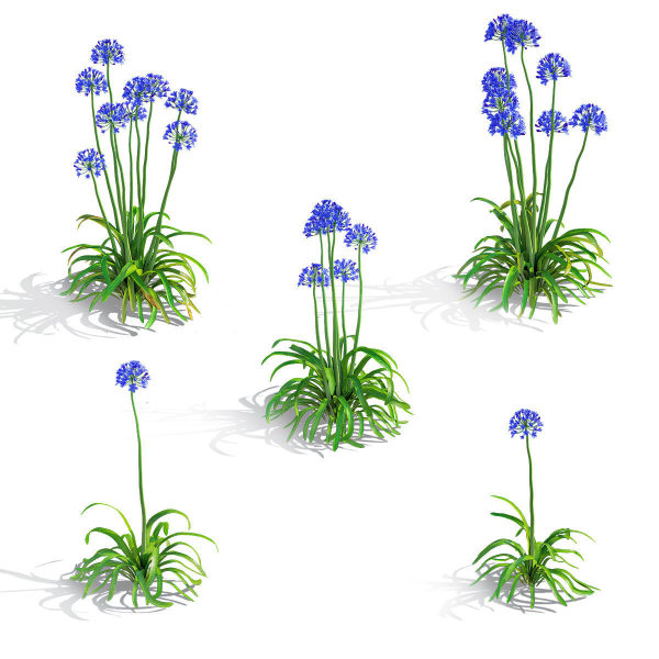 Agapanthus flower