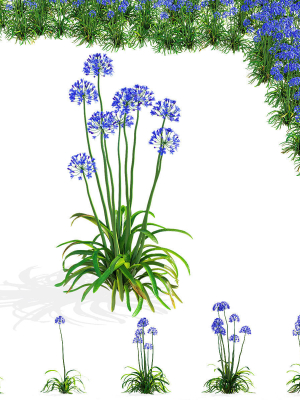 Agapanthus flower
