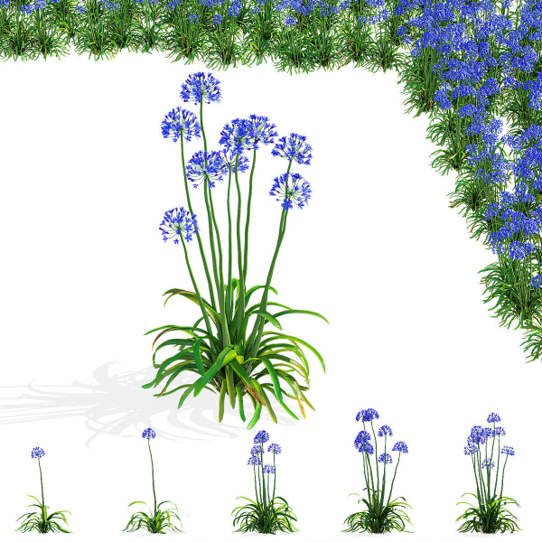 Agapanthus flower