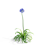 Agapanthus flower