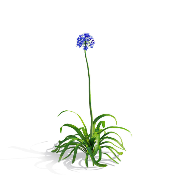 Agapanthus flower