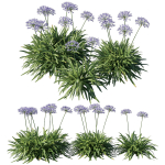 Agapanthus Silver Moon