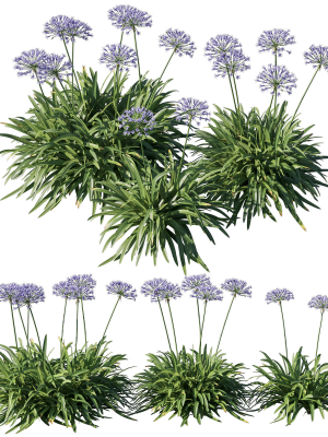 agapanthus-silver-moon-3d-model-7bb4984ab0