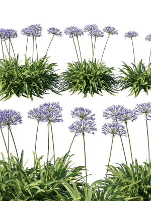 Agapanthus Silver Moon