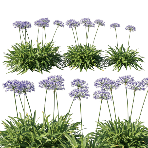 Agapanthus Silver Moon