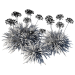 Agapanthus Silver Moon