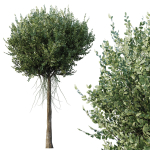 Agar wood Silver Birch Tree Betula Pendula Spring