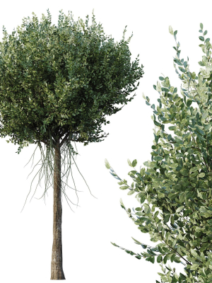 agar-wood-silver-birch-tree-betula-pendula-spring-3d-model-0fc783fc3f
