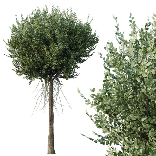 Agar wood Silver Birch Tree Betula Pendula Spring