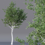 Agar wood Silver Birch Tree Betula Pendula Spring