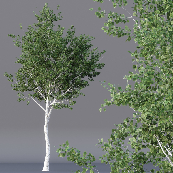 Agar wood Silver Birch Tree Betula Pendula Spring