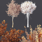 Agar wood Silver Birch Tree Betula Pendula Spring