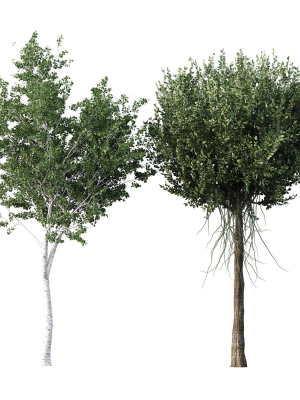 Agar wood Silver Birch Tree Betula Pendula Spring