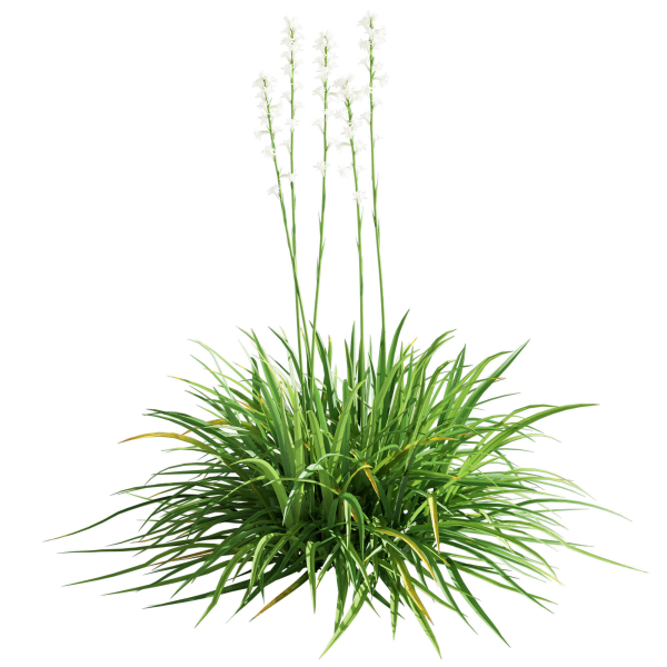 Agave Amica 02