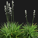 Agave Amica 02