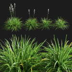 Agave Amica 02