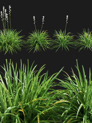 Agave Amica 02