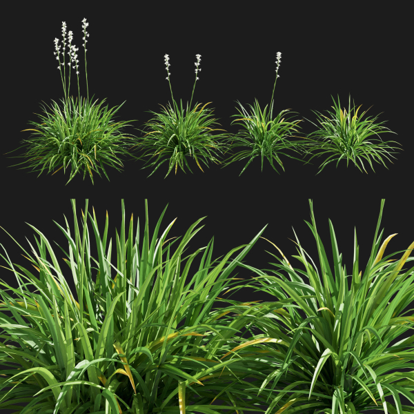 Agave Amica 02