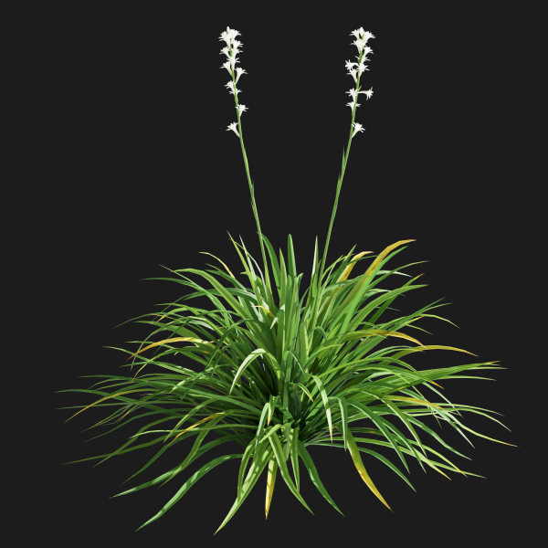 Agave Amica 02