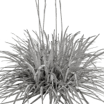 Agave Amica 02