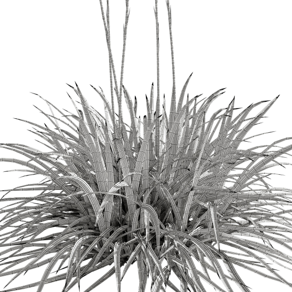 Agave Amica 02