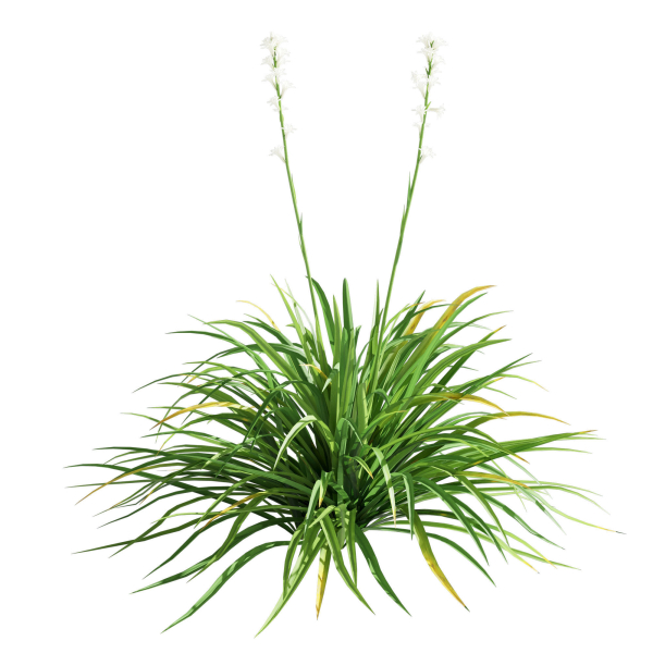 Agave Amica 02