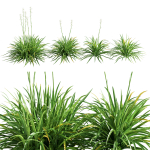 Agave Amica 02