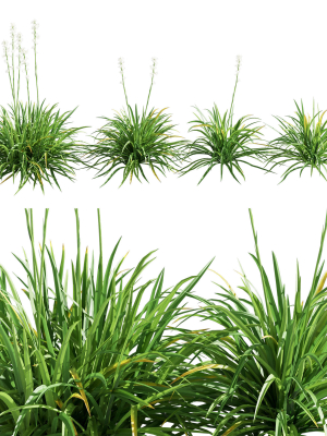 agave-amica-02-3d-model-f1a802f17c