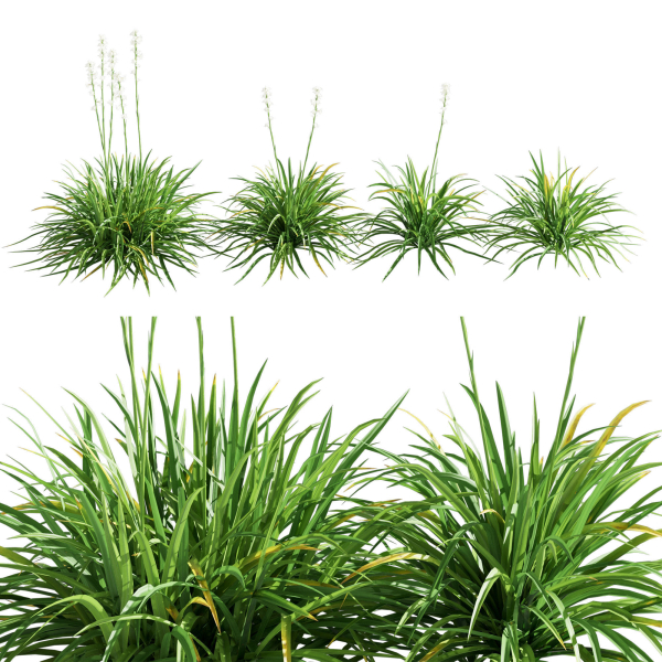 Agave Amica 02
