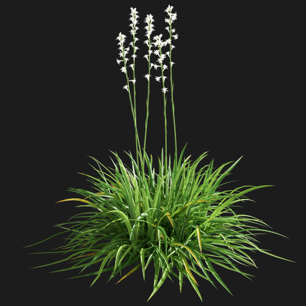 Agave Amica 02