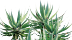 Agave attenuata - Fox tailail - 01