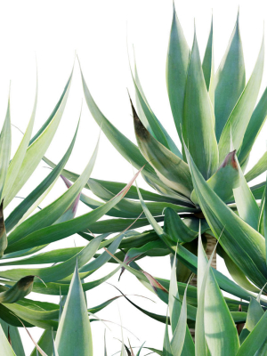 agave-attenuata-fox-tailail-01-3d-model