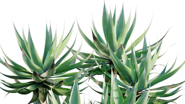 Agave attenuata - Fox tailail - 01