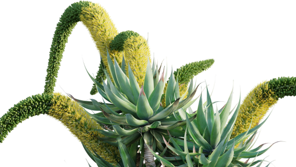 Agave attenuata - Fox tailail - 01