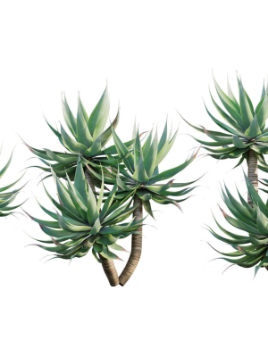Agave attenuata - Fox tailail - 01