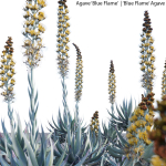 Agave Blue Flame 02