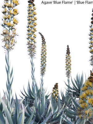 agave-blue-flame-02-3d-model-max-obj-fbx