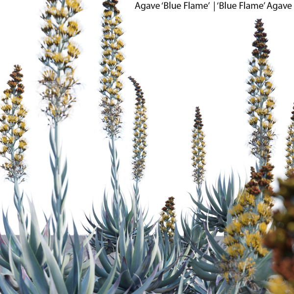 Agave Blue Flame 02