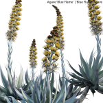 Agave Blue Flame 02