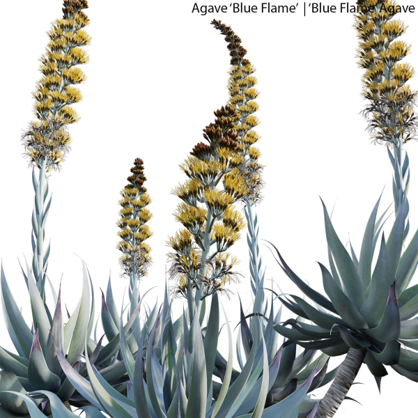 Agave Blue Flame 02