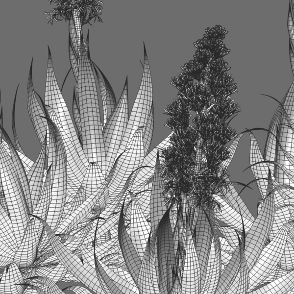 Agave Blue Flame 02