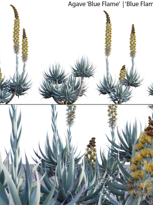 Agave Blue Flame 02