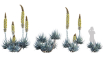 Agave Blue Flame 02