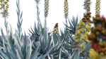 Agave Blue Flame 02