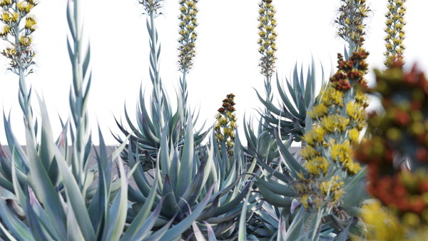 Agave Blue Flame 02