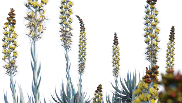 Agave Blue Flame 02