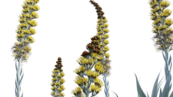 Agave Blue Flame 02